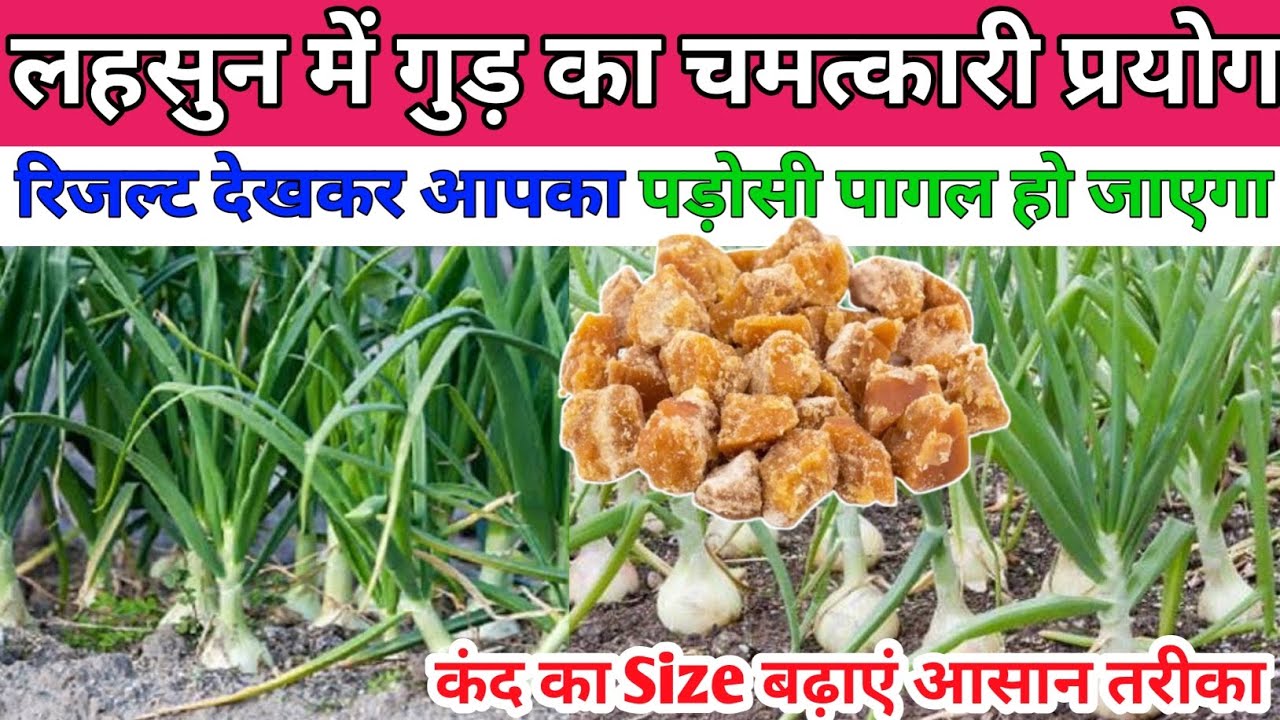 लहसुन में गुड़ का चमत्कारी प्रयोग, पड़ोसी पागल हो जाएगा | lahsun me konsa khad dale |garlic farming