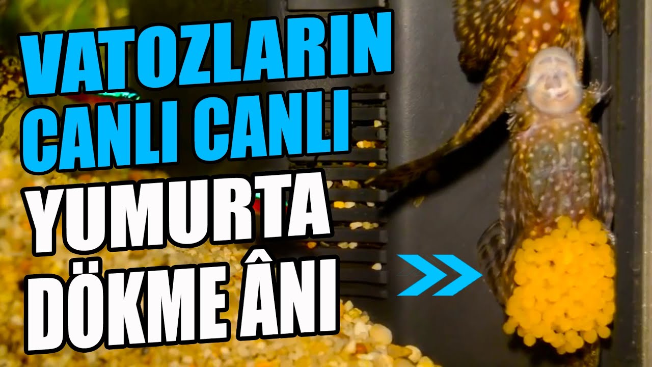 CÜCE VATOZ YUMURTA DÖKME ANI - Vatozlar Nasıl Yumurta Döker? Vatoz Üreme - ALINTIDIR