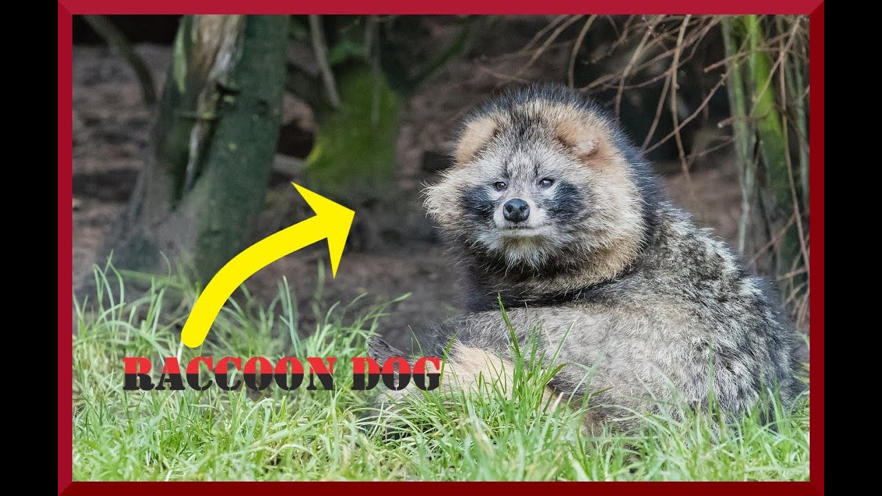 A mysterious tanuki sounds in the forest.