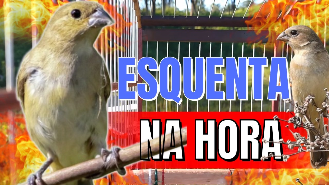 fêmea de coleiro baiano chamando Muito Para Esquentar coleiro baiano/fêmea de coleiro baiano