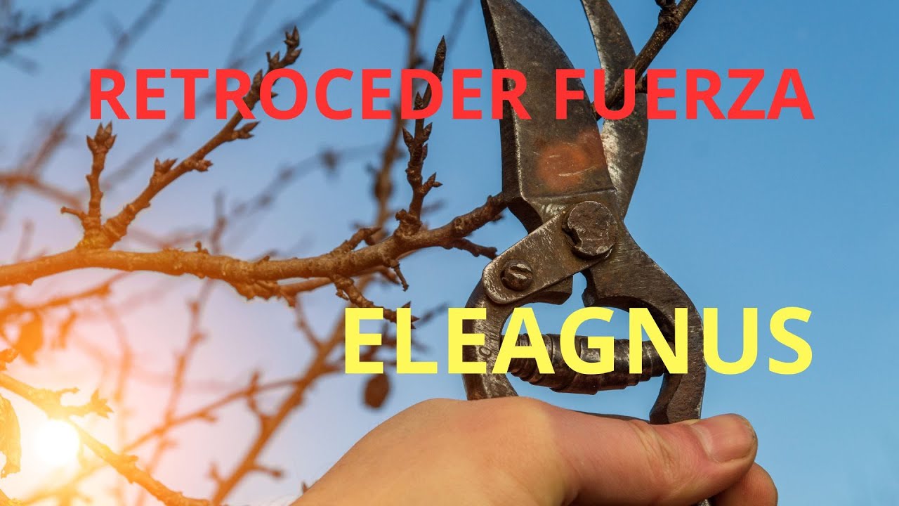 Retrocediendo fuerza en ELEAGNUS y cuento errores de grabación
