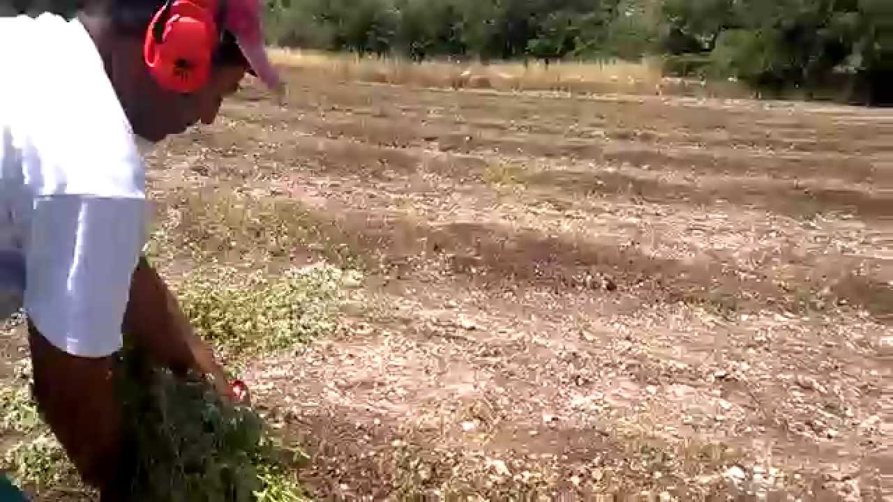 Sicilia, la raccolta dell'origano negli Iblei