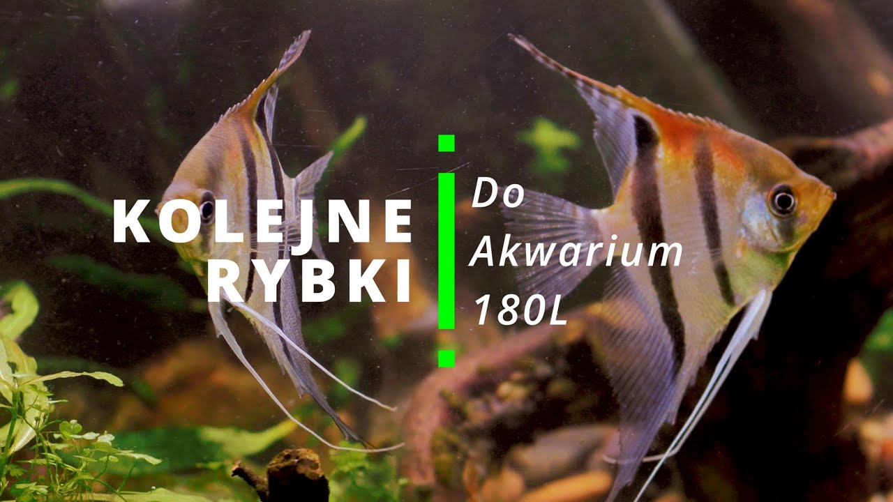 Wpuszczam kolejne rybki do akwarium 180L - Skalary Manacapuru, Kirysy, Zbrojniki