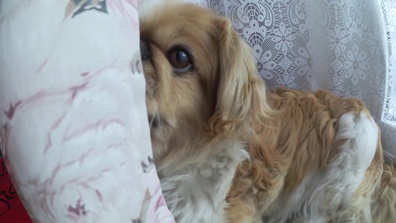 BONNY BABY VERSTECKT SICH! 05.10.2016 - DynamitesLife