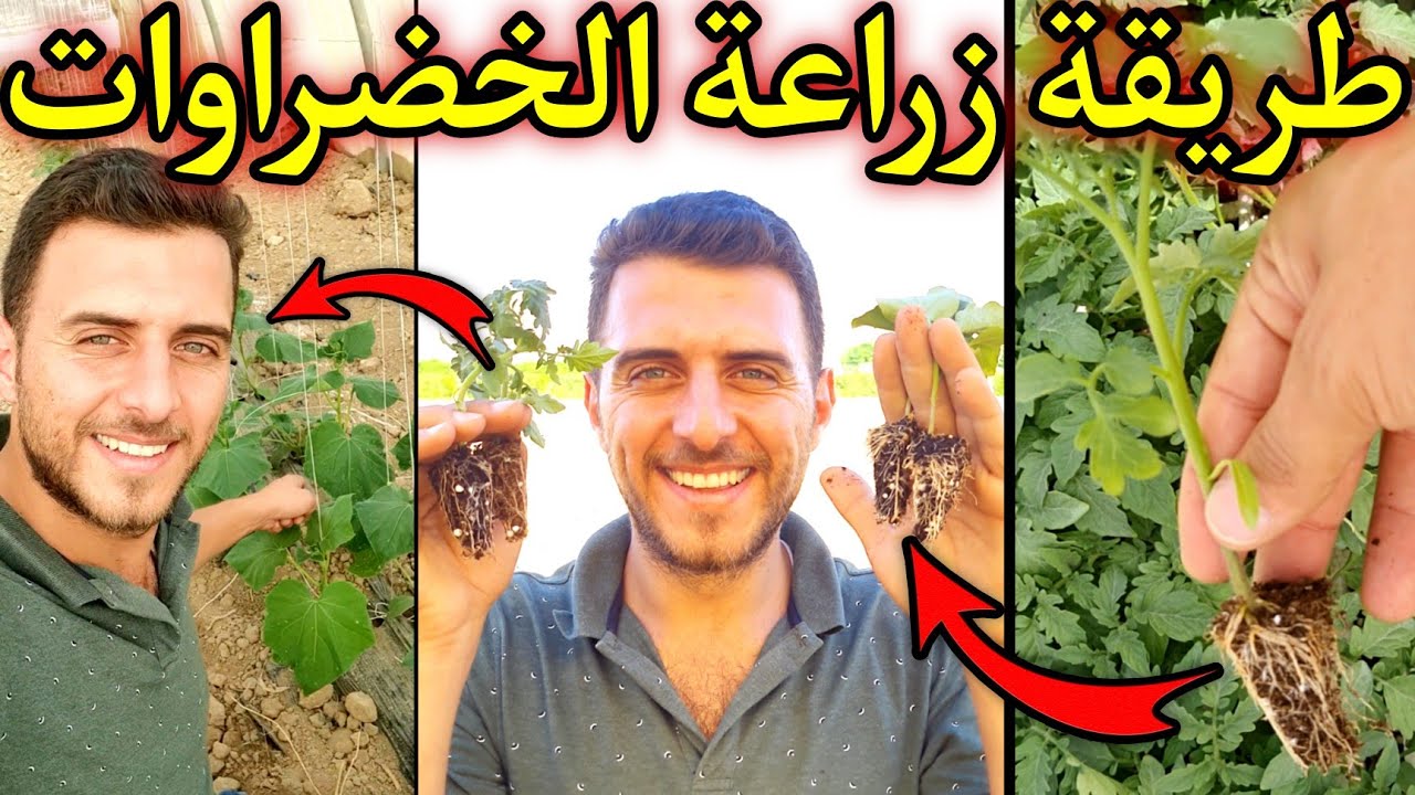 دليلك الشامل لزراعة الخضراوات من البذرة ، فيديو شامل ومهم جداً 🌱