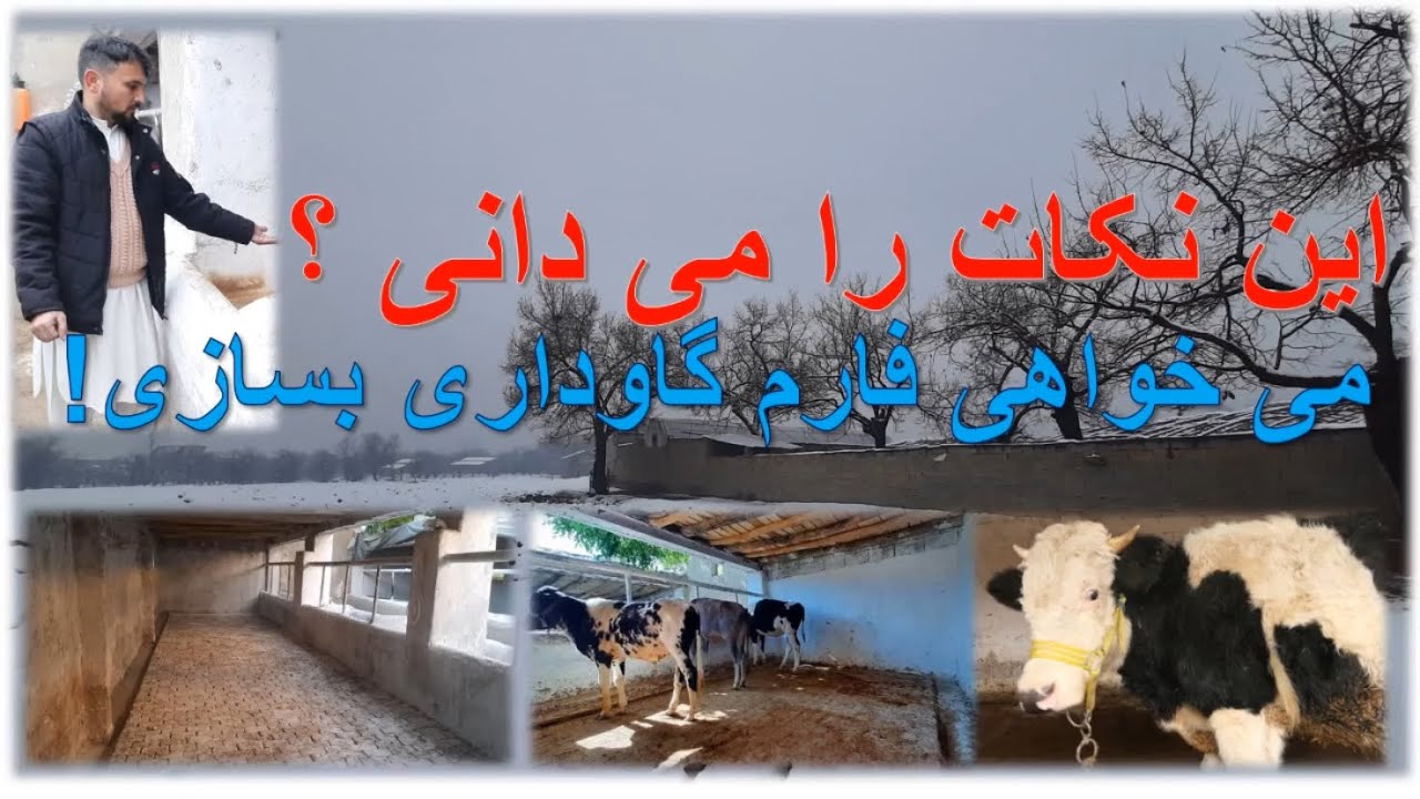 نکات بسیار مهم برای ساخت فارم گاوداریimportant tips for building a cattle farm #farming #viralvideo