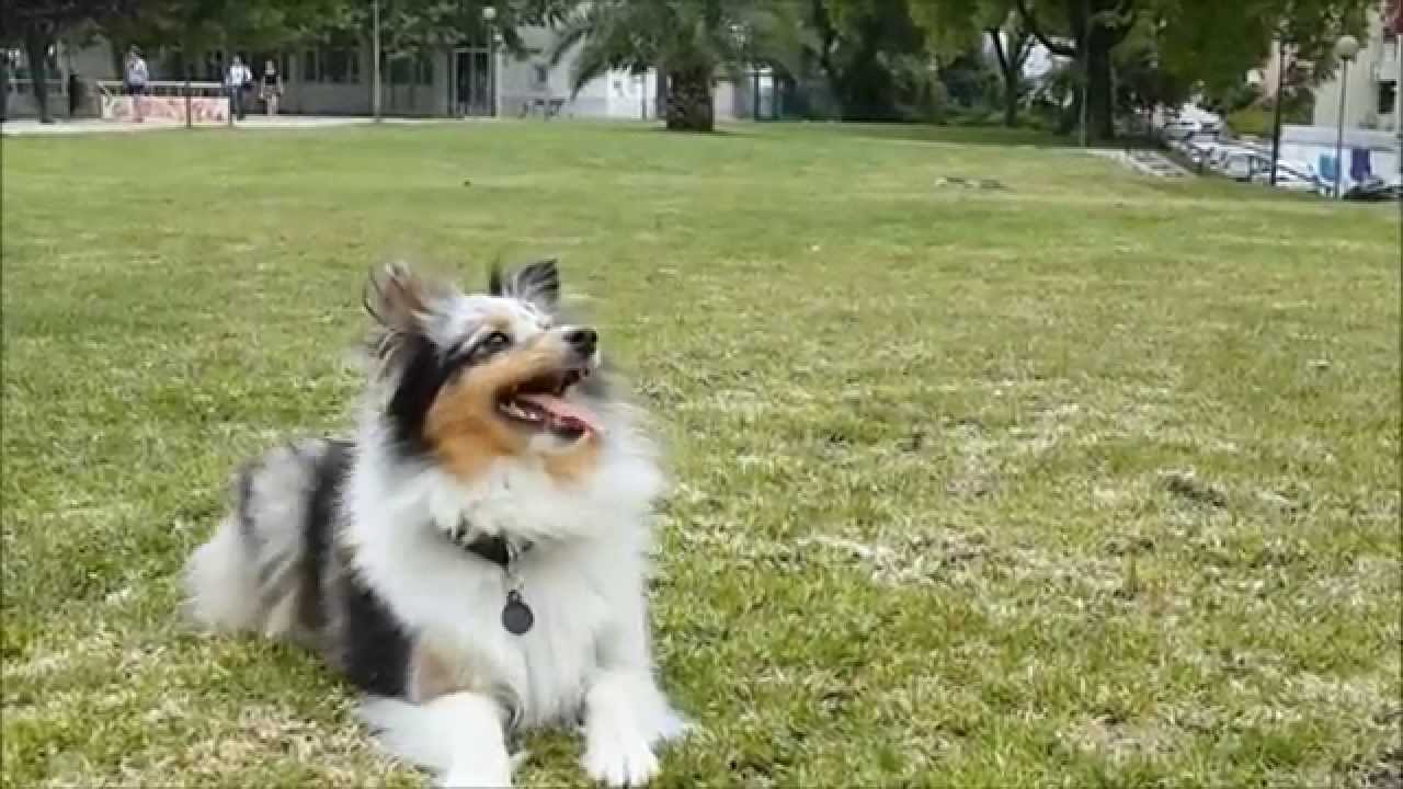 Amazing Sheltie Tricks - Positive Trainning
