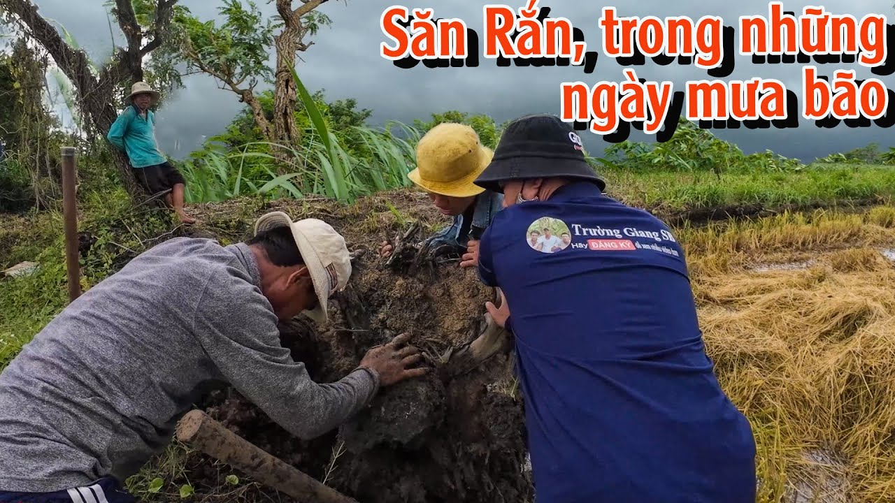 Cố gắn săn Rắn trong cơn mưa bão với chuyên gia săn Rắn 25 năm kinh nghiệm | TGSB #978
