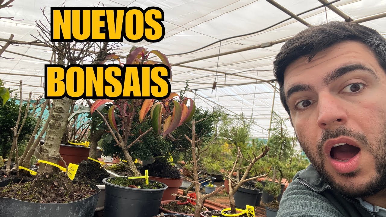 Nuevos Bonsáis disponibles en BoheBonsai
