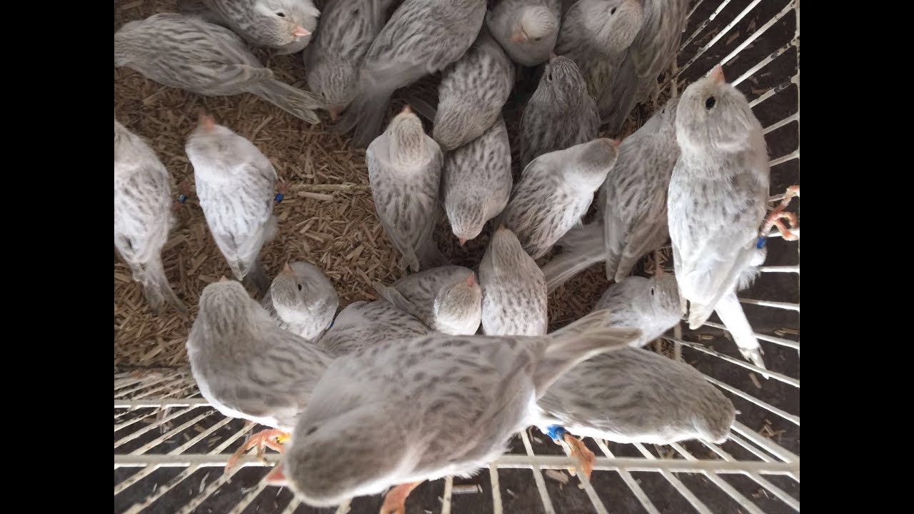 Cría Opales 2017 | Francisco Muñoz Menorca