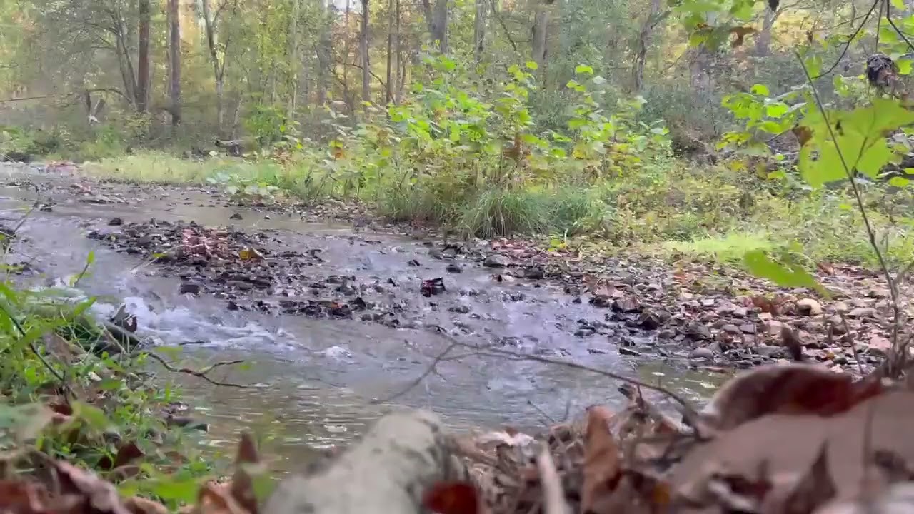 4 Minutes of a Babbling Brook