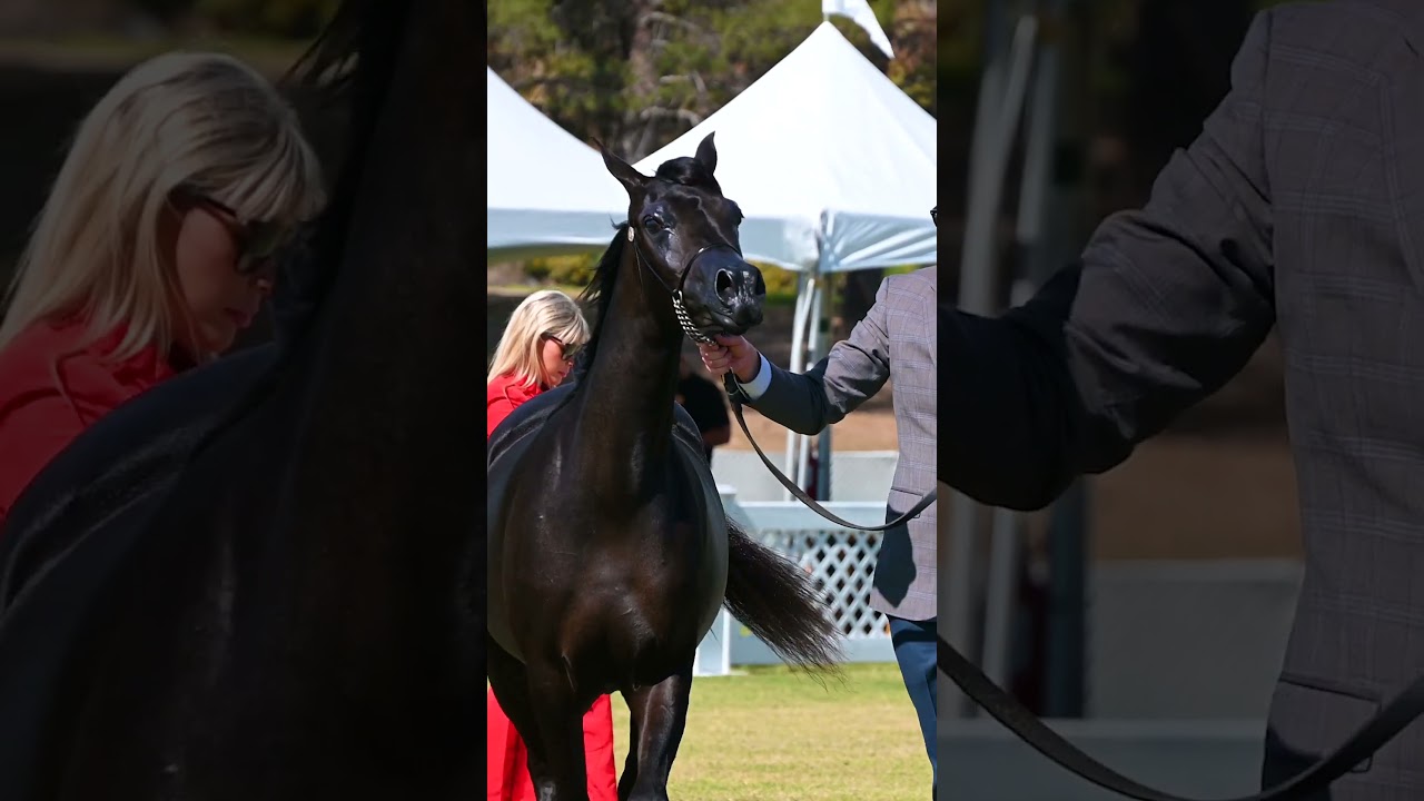 Pure Black Arabian Horse Filly at Arabian Breeders World Cup Horse Show
