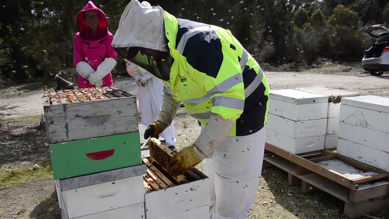 Hygienic Behaviour Testing Methods - a best practice video from the Honey Bee & Pollination Program