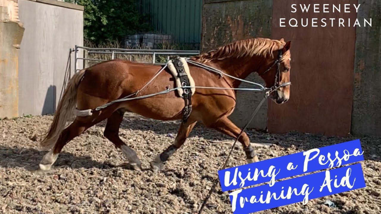 Using a Pessoa Training Aid to lunge | How to fit | Sweeney Equestrian