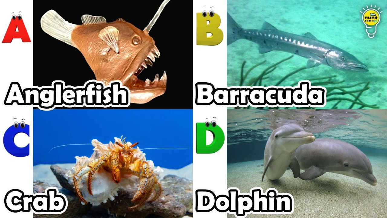 ABC Sea Animals song | Learn Alphabets | English and Animals for Kids | 