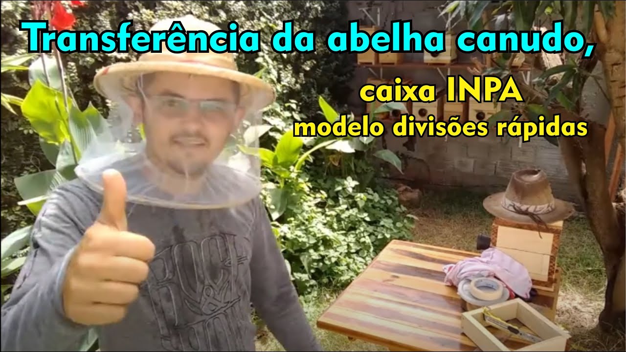 Transferência da abelha canudo, caixa INPA modelo divisões rápidas