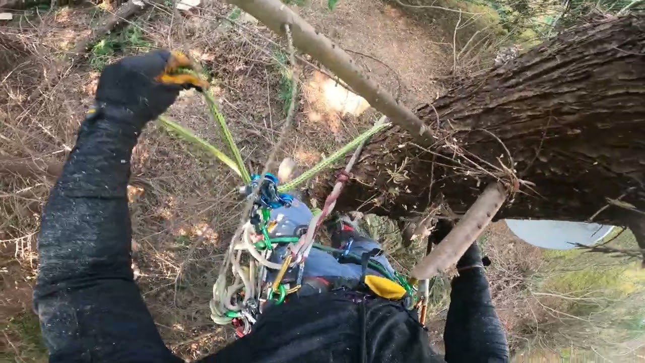 Summer Treeclimbing Special: Overcoming July's Blistering Heat Ft. Oozing Leyland Cypress Part 2