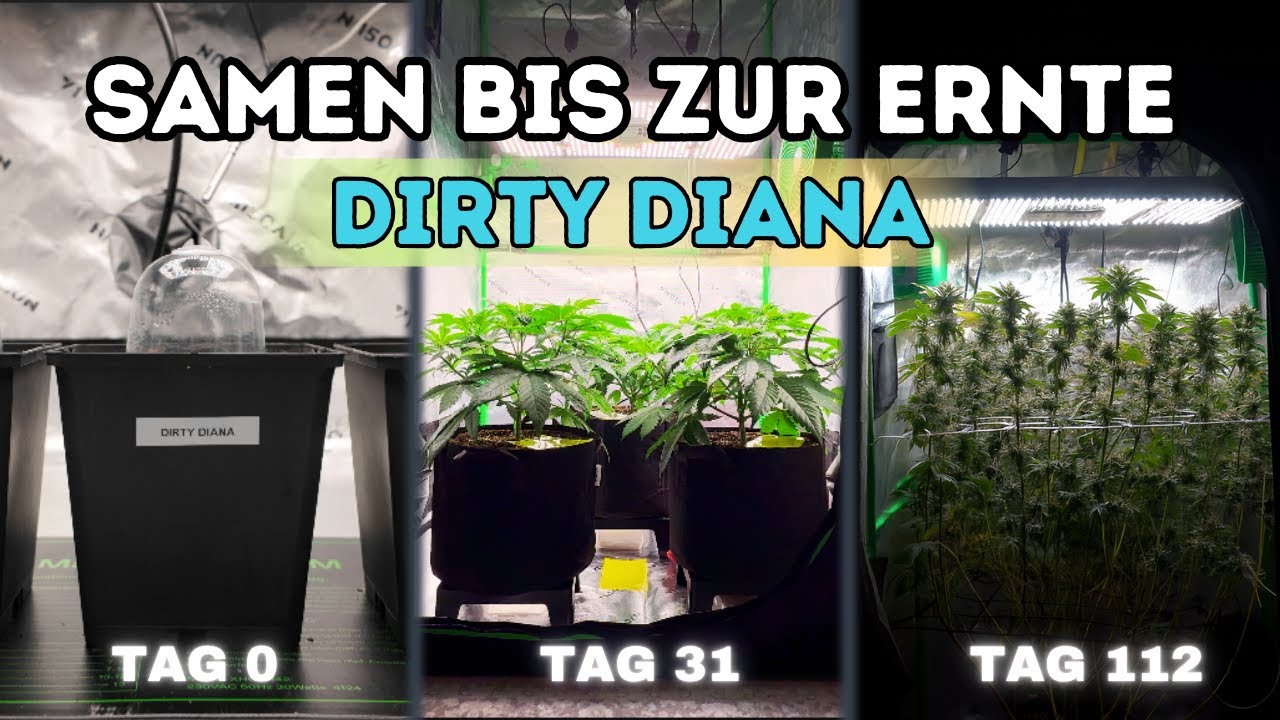 Mein kompletter Grow im 90&times;90 Setup - Dirty Diana