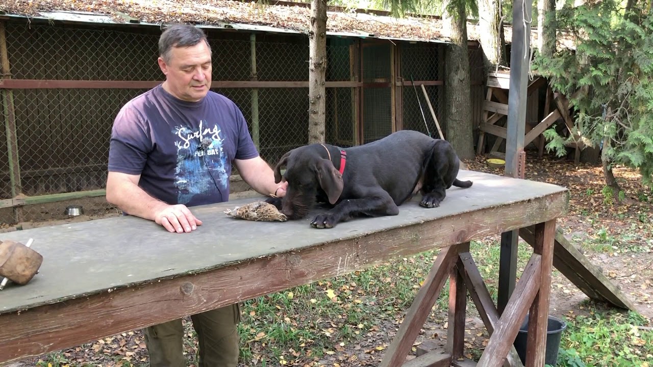 Как приучить собаку к спокойному отношению к птице