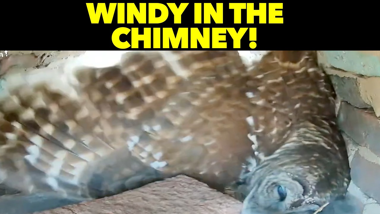 Owl Cam Day 8 recap. Bernadette the Barred Owl and her three eggs!