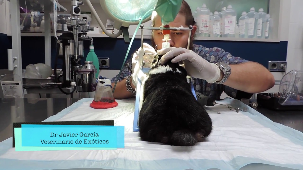 CAP 90. VETERINARIO DE CONEJOS. Limado de Dientes en un conejo toy. Conejos enanos
