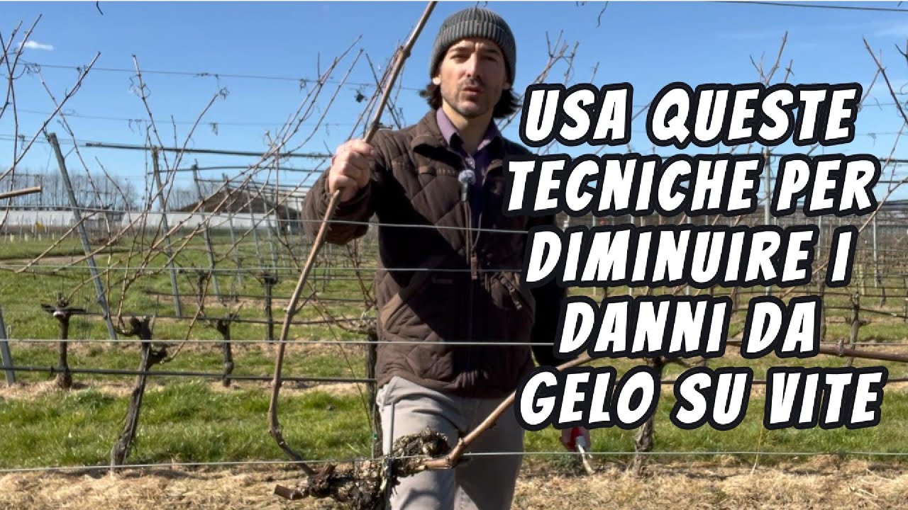 Prevenire i danni da gelo su vite con tecniche di potatura (due metodi)