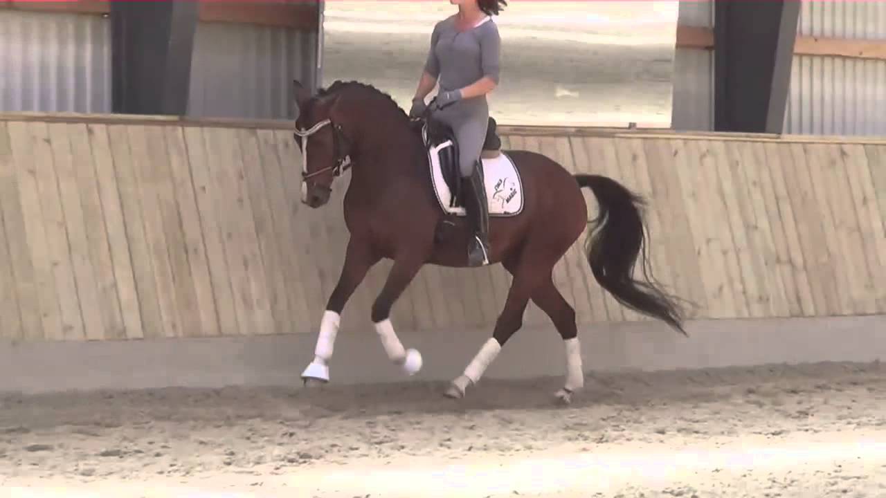 FEI pony for sale, Coralina