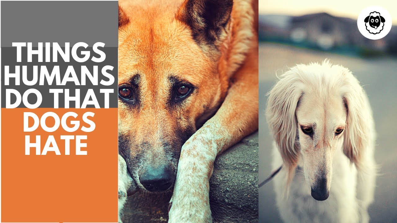 Things Dogs Hate and Wish You'd Stop Doing 🐶