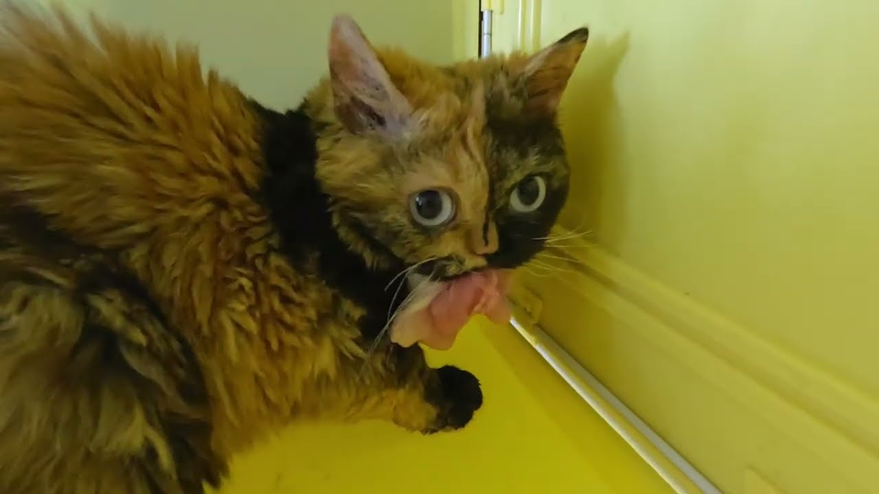 Dinner in the cat hotel - dominant blue-eyed Lambkin and Selkirk Rex cats