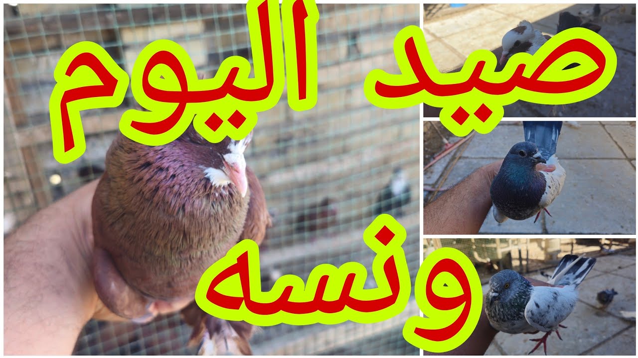 🥰احلا سوبر هاتريك زوج حمر وزوج تور تعالوو تونسو😍طيرت البصراوايات لوت كلش حلو🥰@