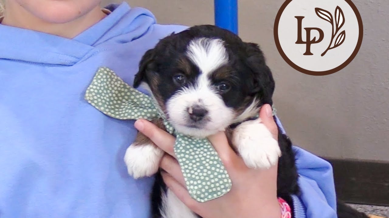 Meet America's F1 Mini Bernedoodle Puppies! - The "Towering Trees" Litter