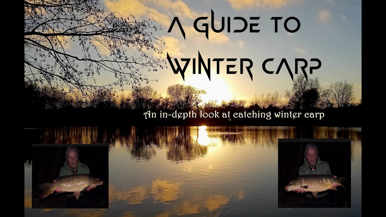 Ловля зимнего карпа #карповаярыбалка #карп #рыбалкаэссекс #рыбалка #зимнийкарп #зимняярыбалка #cell