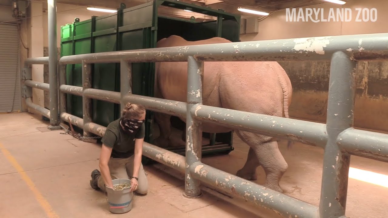 Preparing a Rhino For Transport