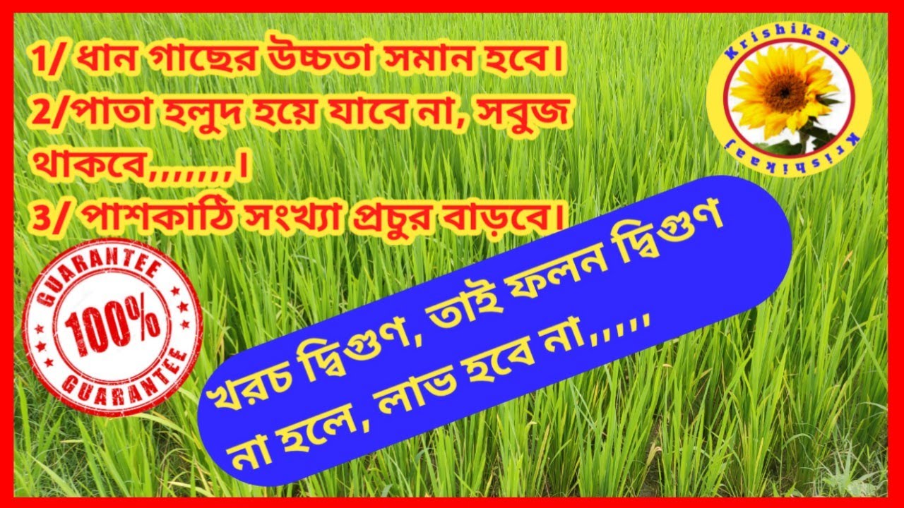খরচ বেড়েছে দ্বিগুণ, ধানের ফলন করতে হবে দ্বিগুণ | গোপন তথ্য, এই প্রথম,,,,,