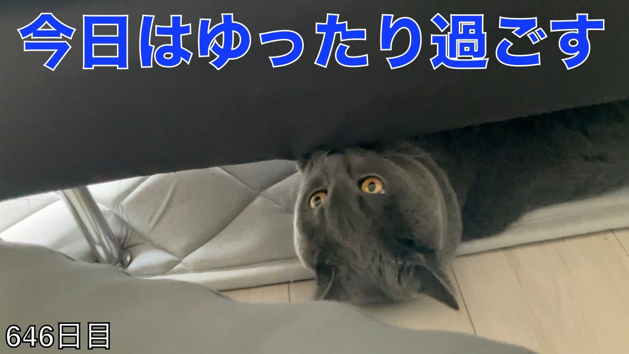 【スコ猫トト君】今日はまったりゆったり過ごした１日でした•••