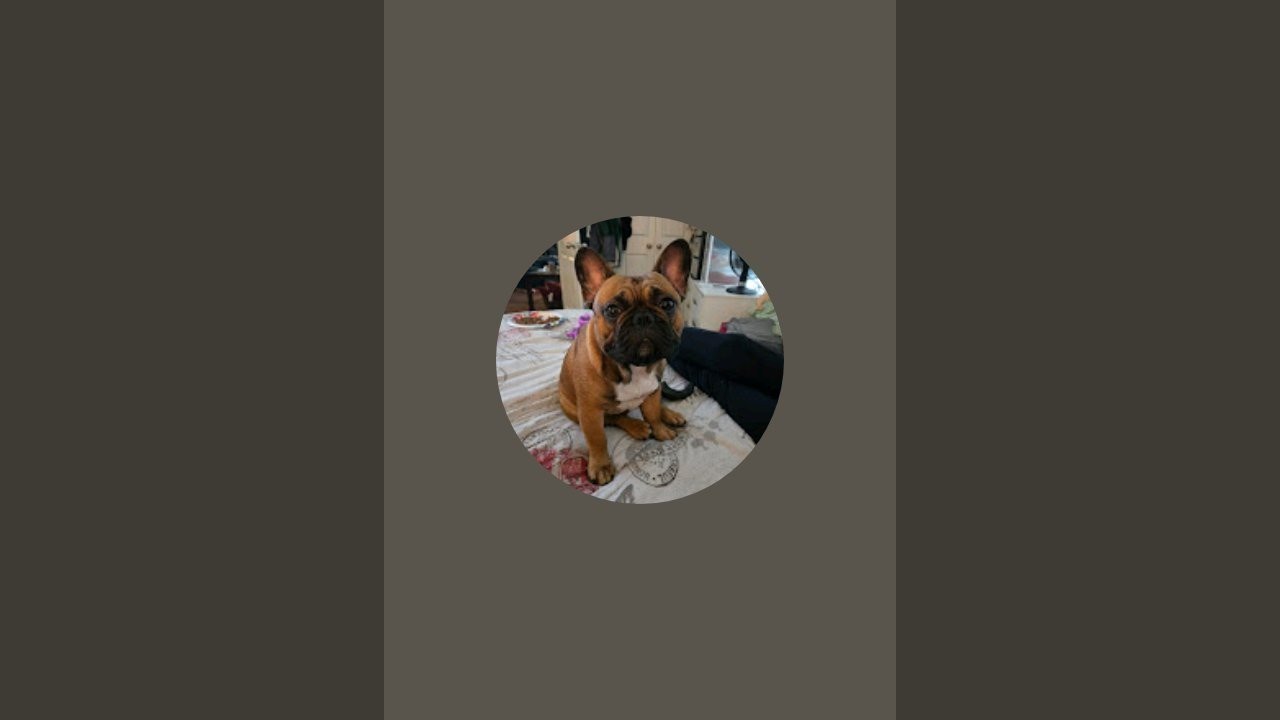 The Lavish and Royal Life of Zeke the Frenchie is live!