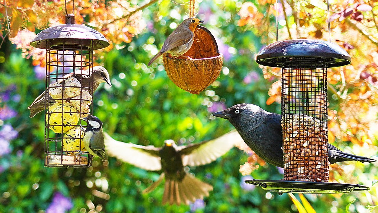 🔴 Видео для котов 24/7 🕊️ Птицы и белки слетаются к кормушкам 🐿️ Птицы для кошек 4K HDR