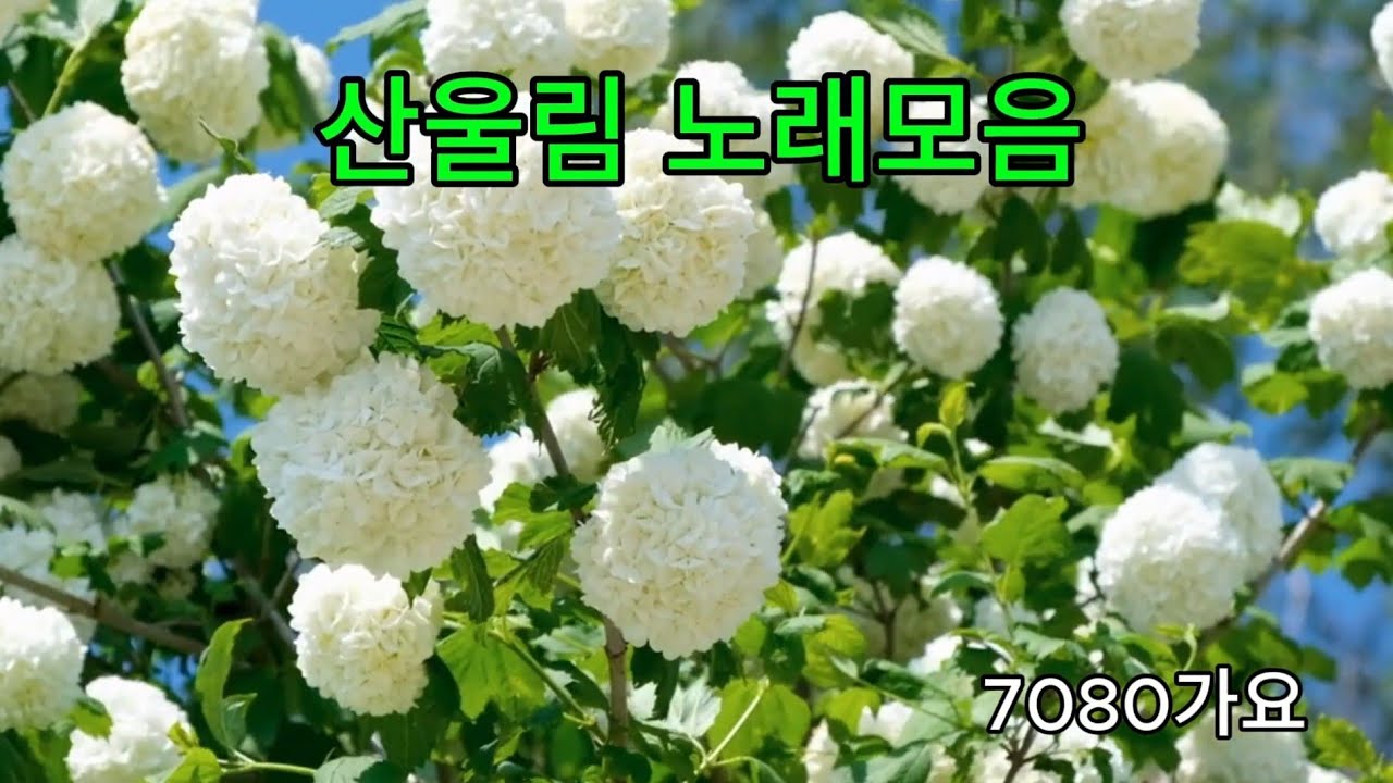 산울림 노래모음 #7080 #가요 #추억의노래 #건강 #면역 #건강습관 #저속노화