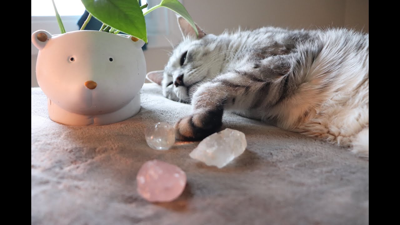 Cat Spa for Relaxation