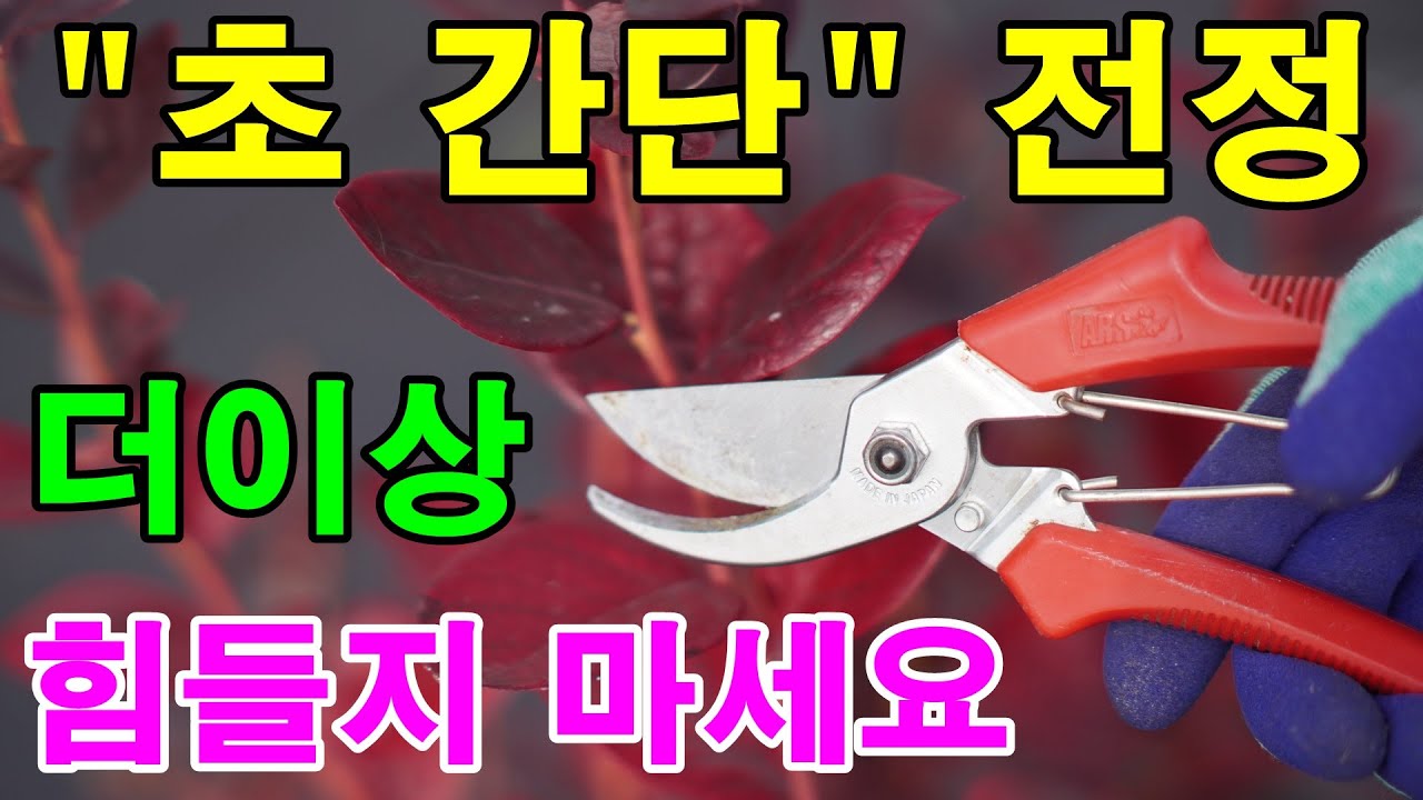 블루베리전정방법, 겨울철전정방법, 간단한전정방법,