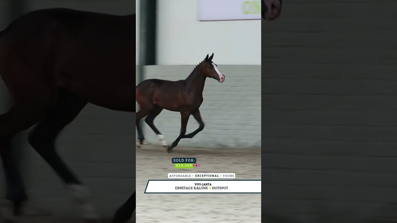 Verona the highlight at €16,500 🔥