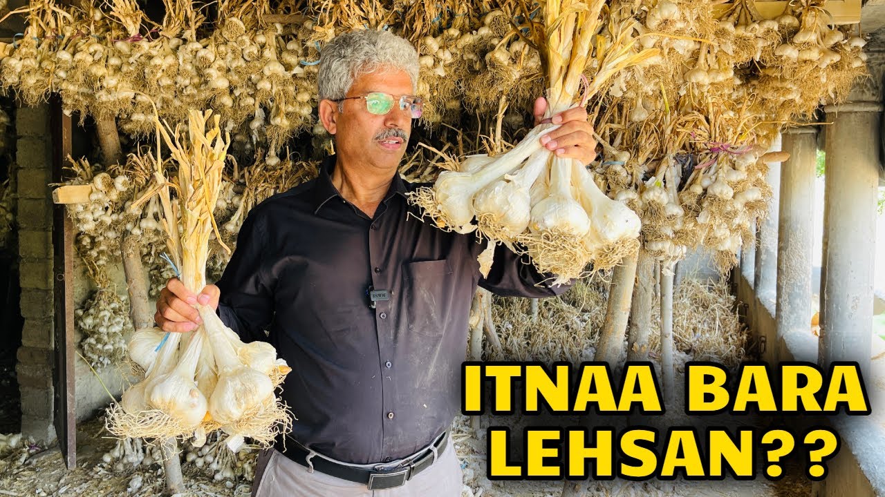 Lehsan Lagayen Or Crore Patti Ban Jayen | Amin Hafeez