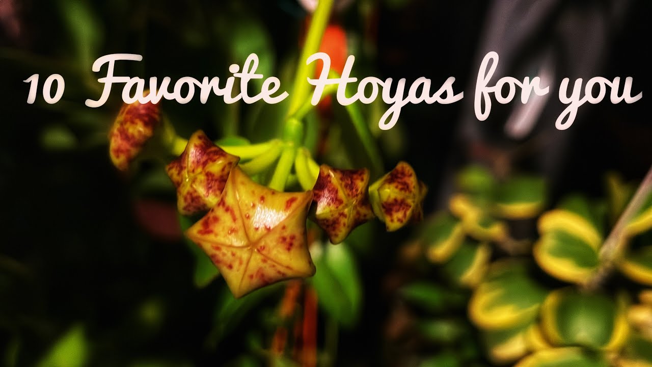 Top 10 fav Hoyas of SeptI Hoya new plant collection
