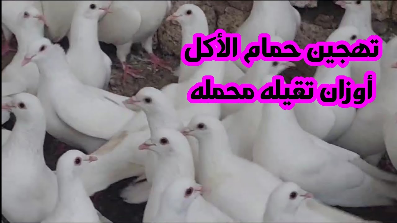 أنواع حمام تنفع تتهجن علي بعض عشان تاخد حجم زغلول قوي للأكل ✊️✊️