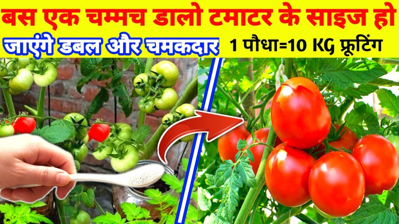 1 बार ये डाल दो और टमाटर के साइज हो जाएंगे डबल और भारी | Tomato Size Increase Tips SECRET FORMULA 