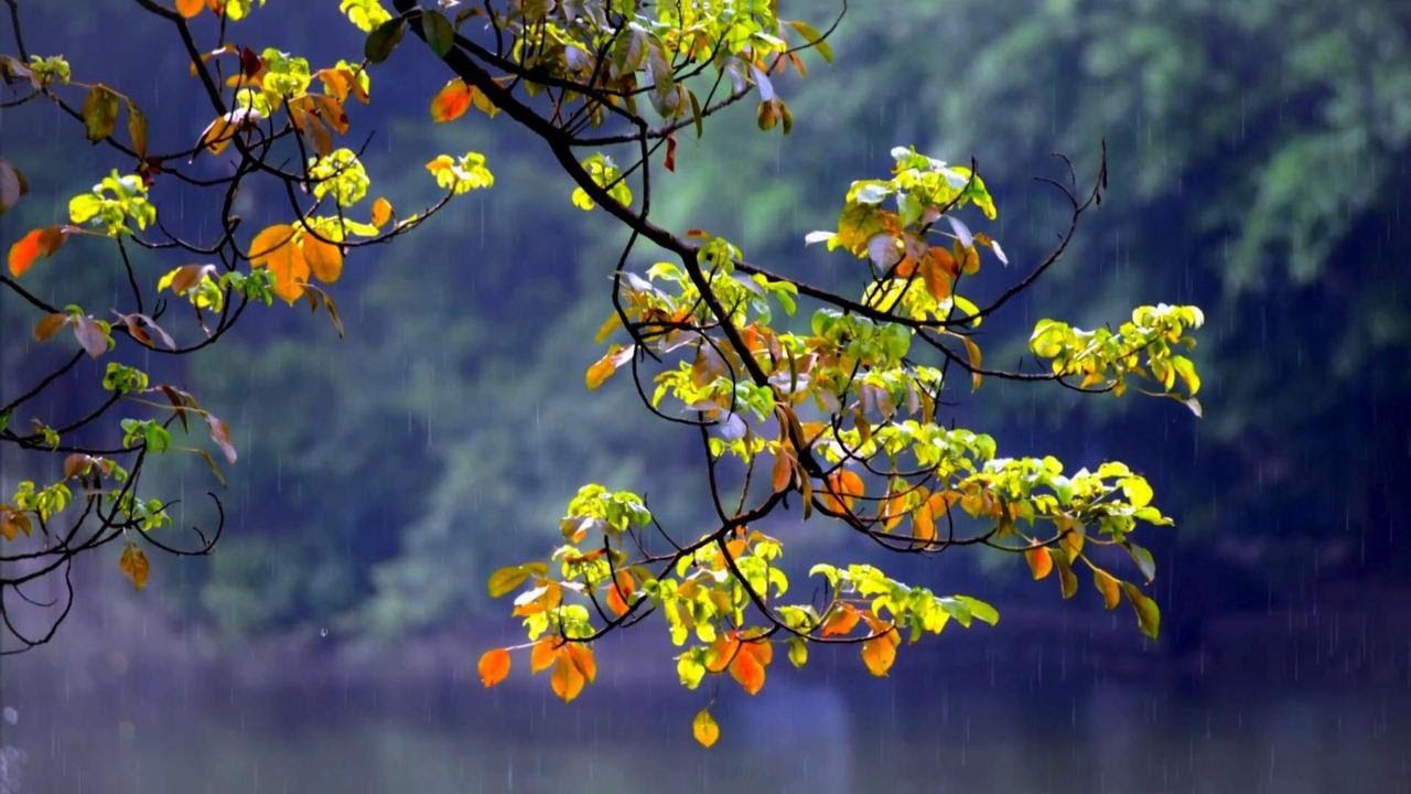 Gentle Forest Rain 🌧️ | Deep Relaxation, Sleep & Focus Ambience