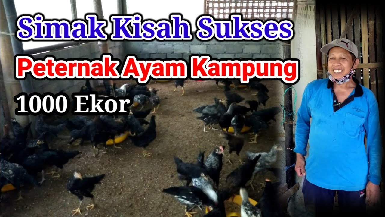TERNAK AYAM KAMPUNG SEMI INTENSIF || TERNAK AYAM KUB