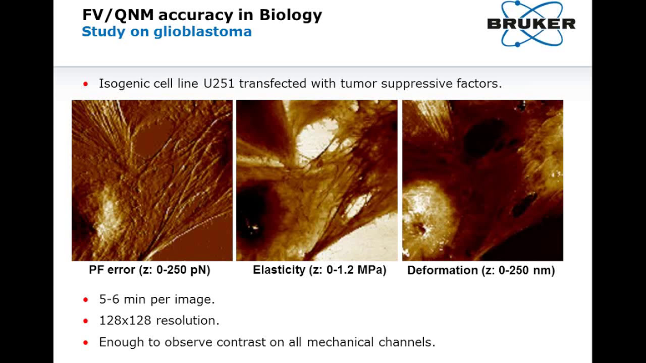 AFM | Nanomechanical Measurements on Biological Samples | Bruker