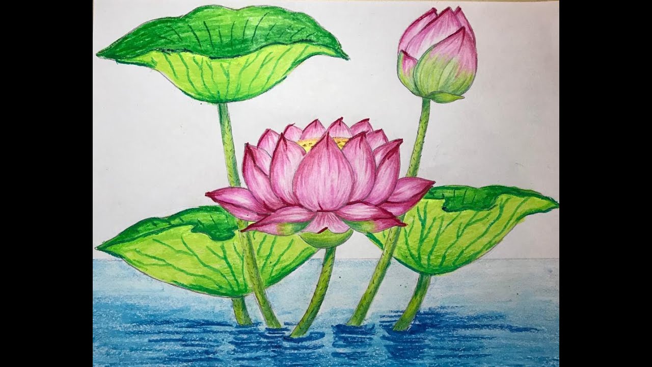 How to draw Lotus flowers |  Oil pastel