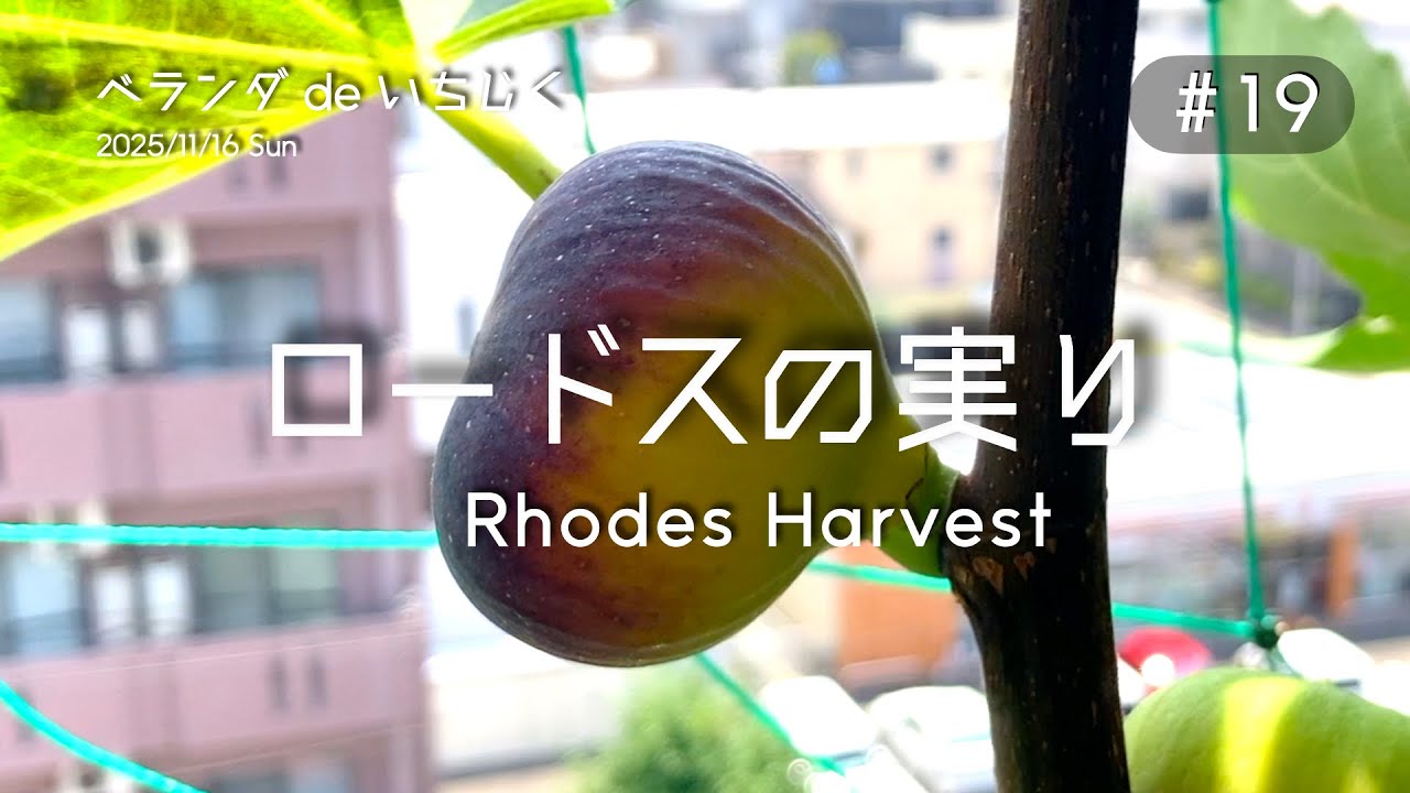 ＃19 ロードス収穫｜ベランダdeいちじく｜Rhodos Fig Harvest｜Balcony Fig Growing Record ベランダで育てる18品種のイチジク／育て方のヒント・栽培記録